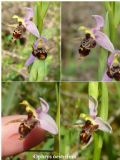 Ophrys oestrifera